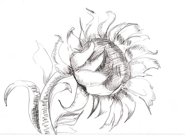 Sketch mit Sonnenblume — Stockfoto