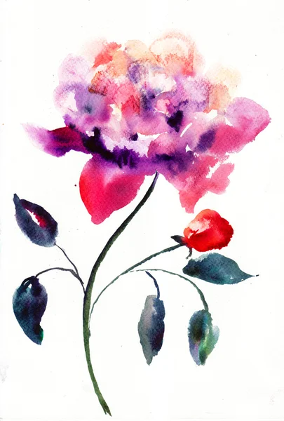 Pünkösdi rózsa virág — Stock Fotó