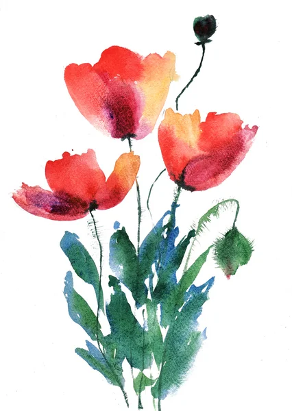 红罂粟花 — 图库照片