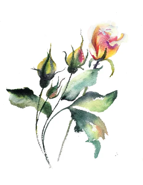 Ilustración acuarela de la flor del tulipán — Stockfoto