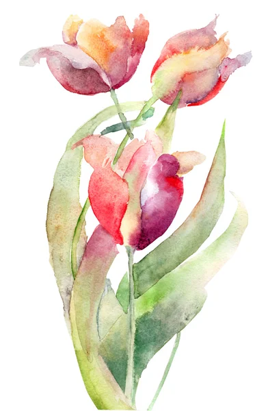 Aquarell Illustration von Tulpen Blumen — Stockfoto