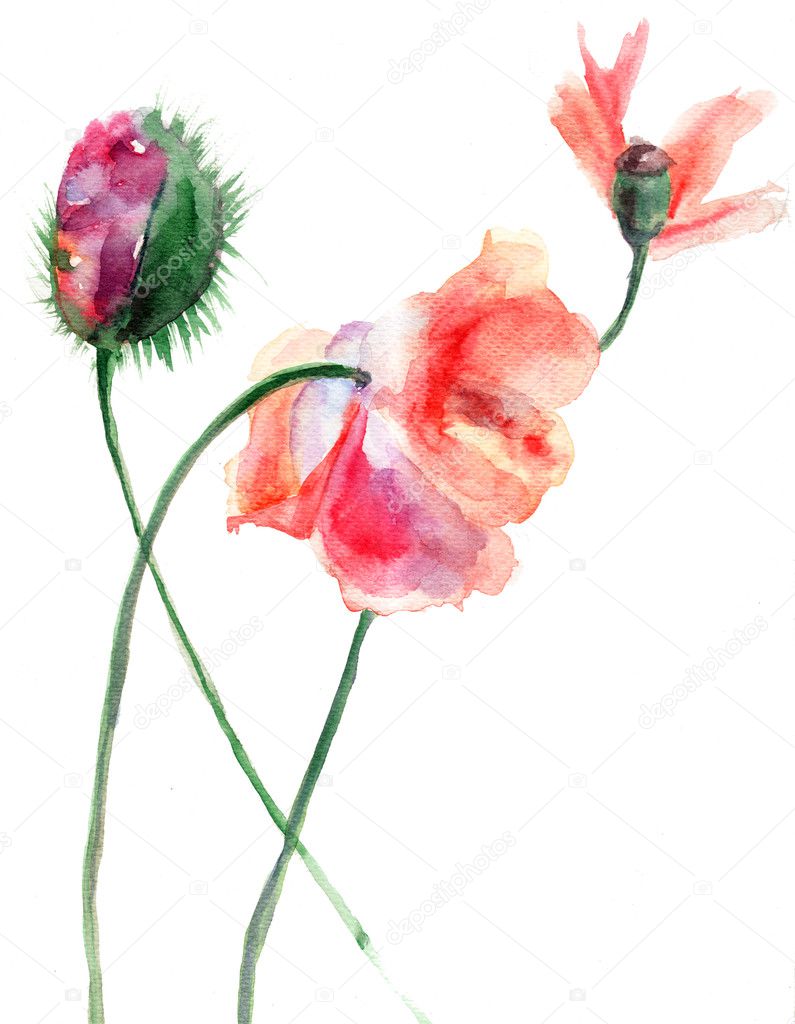 Watercolor illustration of Stylized Poppy flower