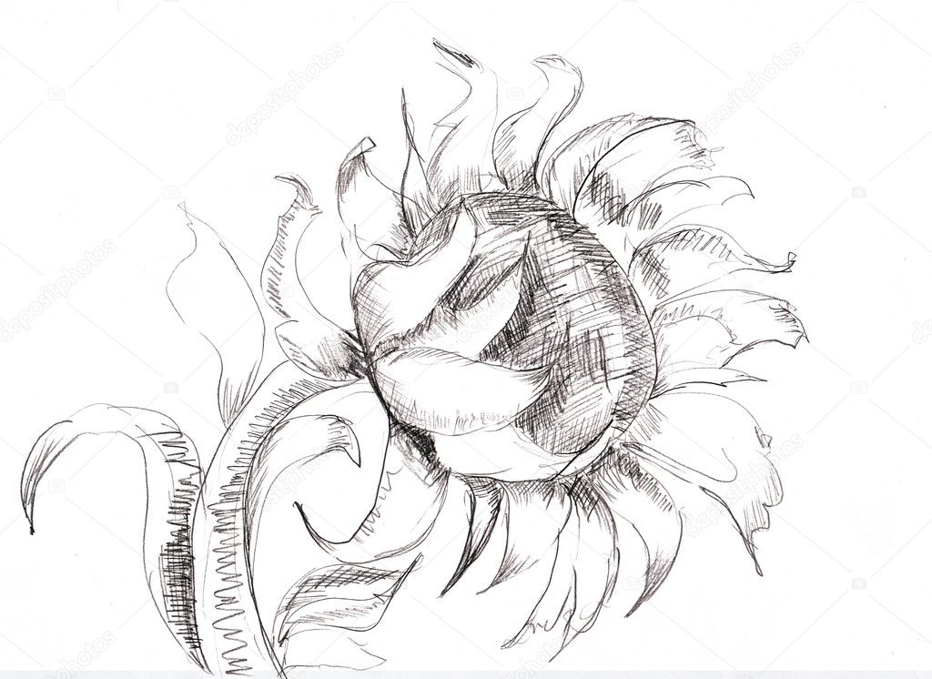 Sketch with Sunflower