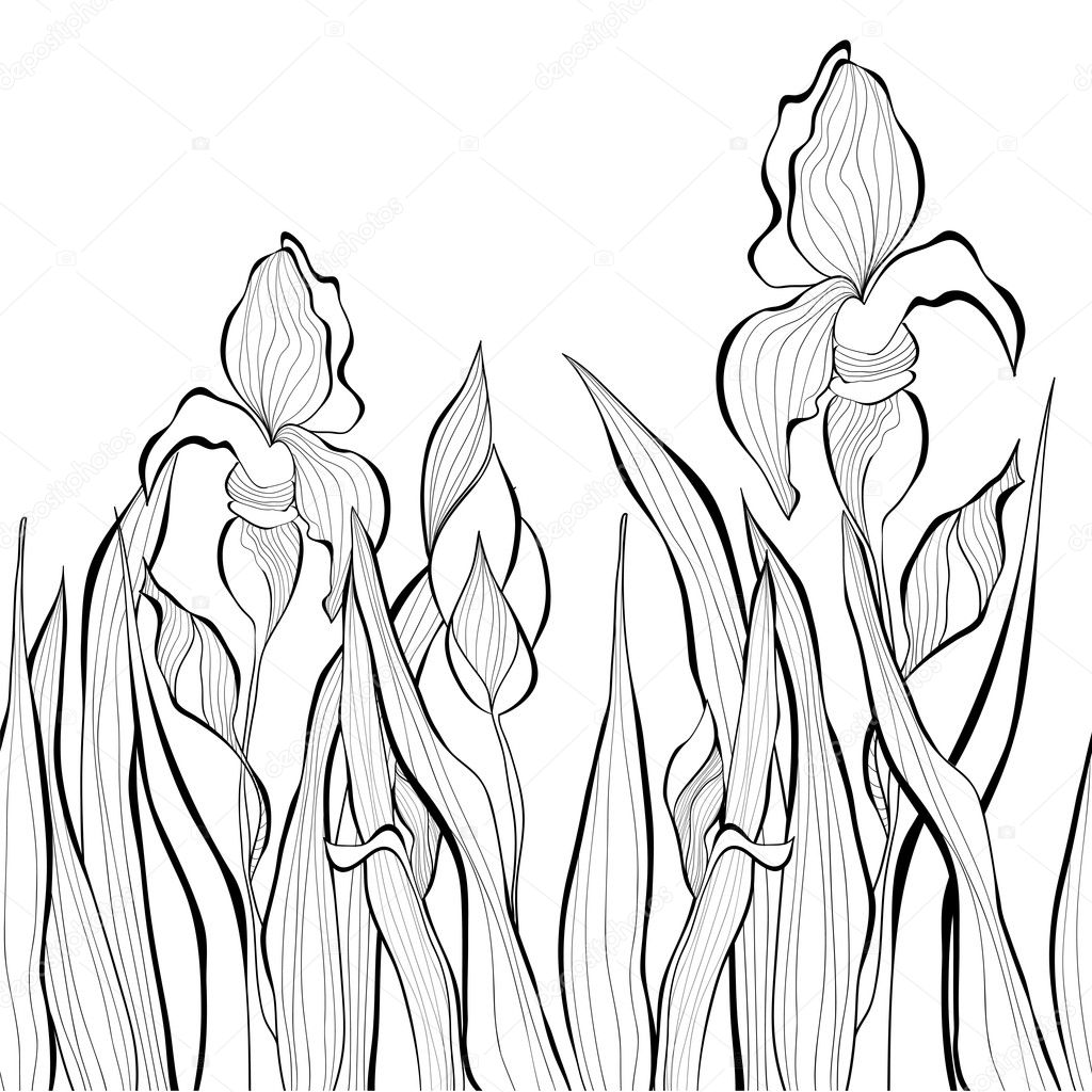 Decorative seamless border with Iris flowers