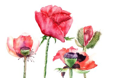 Stylized Poppy flowers illustration clipart