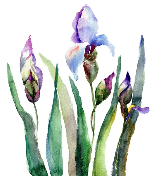Iris çiçekler, suluboya resim — Stok fotoğraf