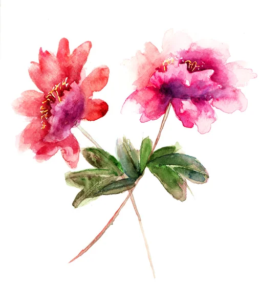 美丽的牡丹花朵的水彩插图 — 图库照片