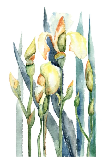 Irisblumen, Aquarell-Illustration — Stockfoto