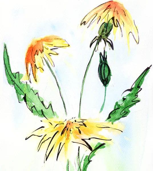 Dandelion flowers — Stock Photo, Image