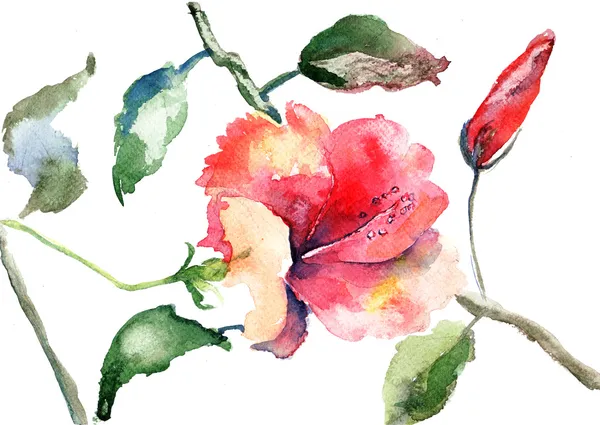 Akwarela ilustracja piękne kwiaty — Zdjęcie stockowe