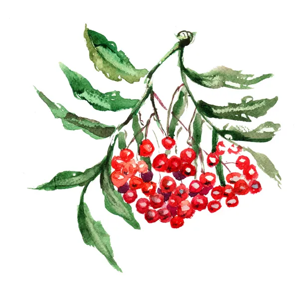 Rönnbär med blad — Stockfoto