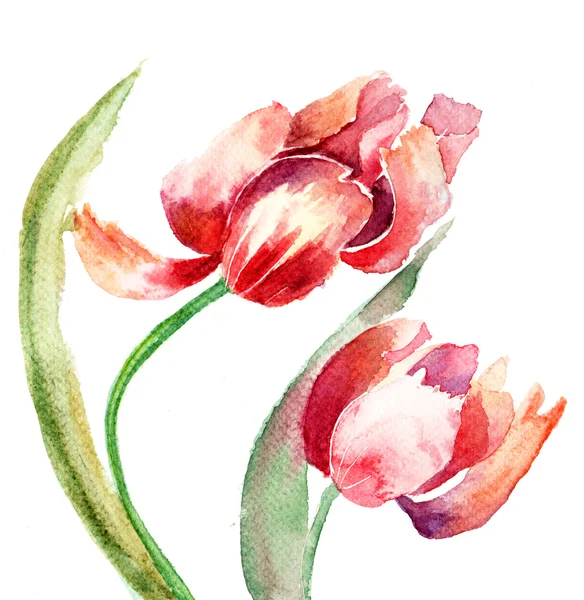 Tulipani Fiori — Foto Stock