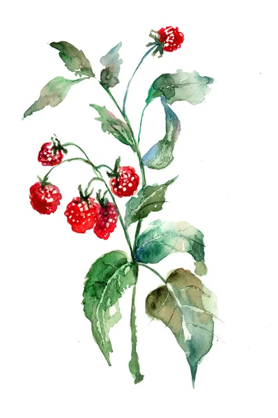 Raspberry, watercolor illustration — Stock Photo, Image