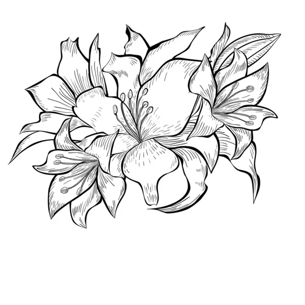 Schwarz-weiße Illustration von Lilienblüten — Stockvektor