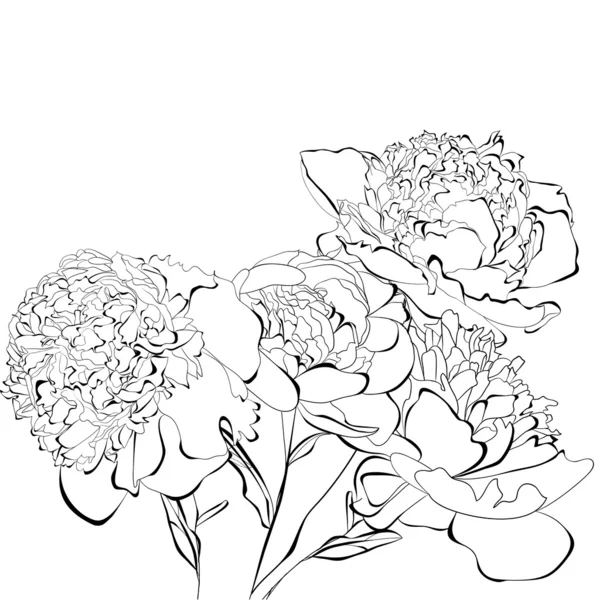 Flores de peonía — Vector de stock