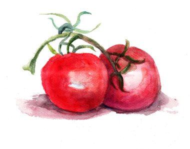 Watercolor illustration of red tomato clipart