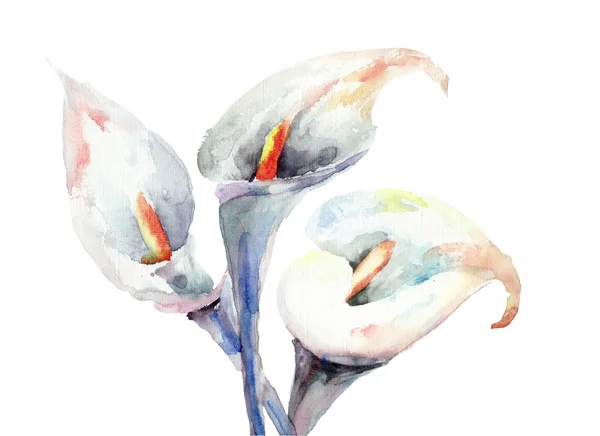Calla lily blommor, akvarell illustration — Stockfoto