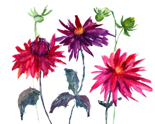 Dahlia bloem — Stockfoto