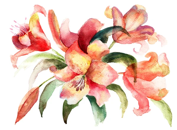 Flores de lírio, ilustração aquarela — Fotografia de Stock