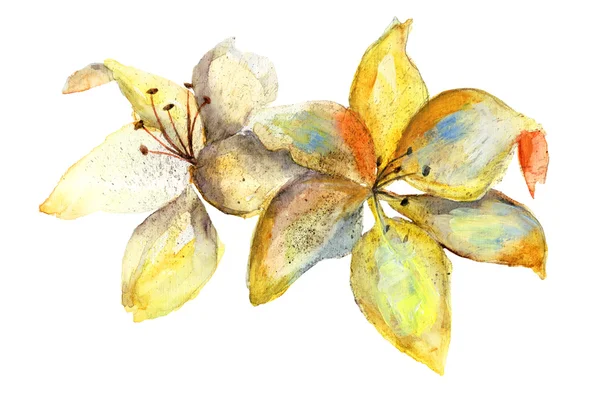 Fiori di giglio giallo, illustrazione ad acquerello — Foto Stock