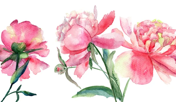 Güzel peonies çiçekler, suluboya resim — Stok fotoğraf