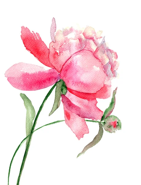 Mooie pioenroos bloem, aquarel schilderij — Stockfoto