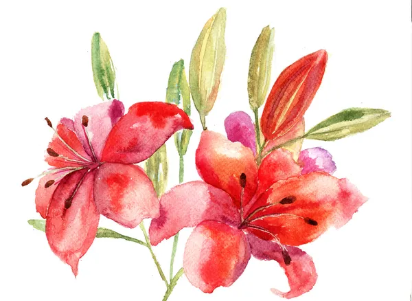 Hermosas flores de lirio, ilustración de acuarela —  Fotos de Stock