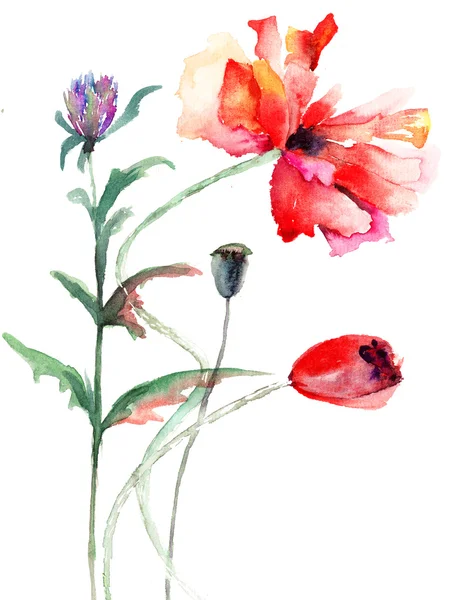 Haşhaş çiçekleri, suluboya resim — Stok fotoğraf