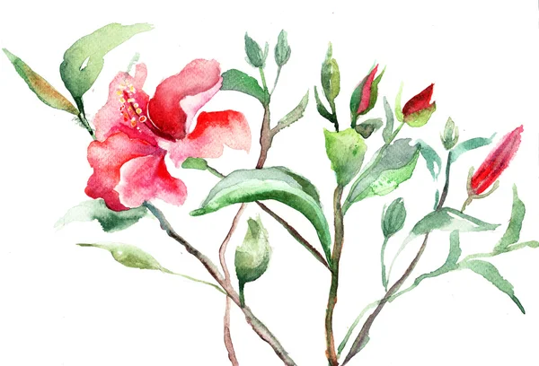 Stilizált mályva virág, akvarell illusztráció — Stock Fotó