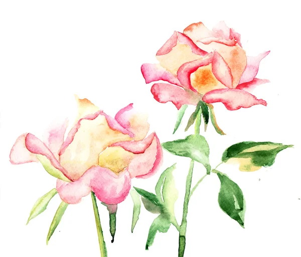 Mooie rozen bloemen — Stockfoto