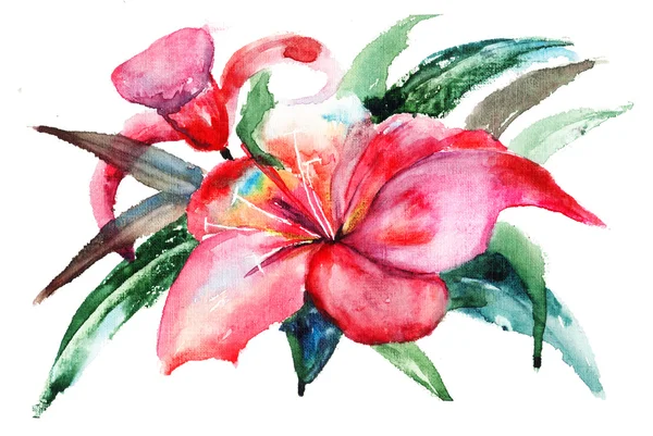 Lily flowers, watercolor illustration — Stock Photo, Image