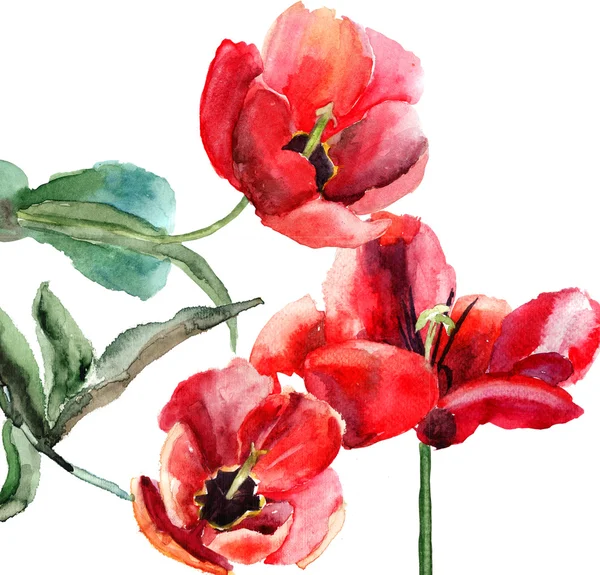 Schöne Tulpenblumen, Aquarellmalerei — Stockfoto