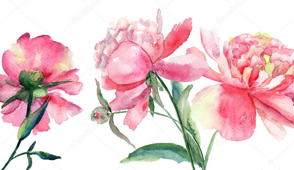 Beautiful Peonies flowers, Watercolor painting