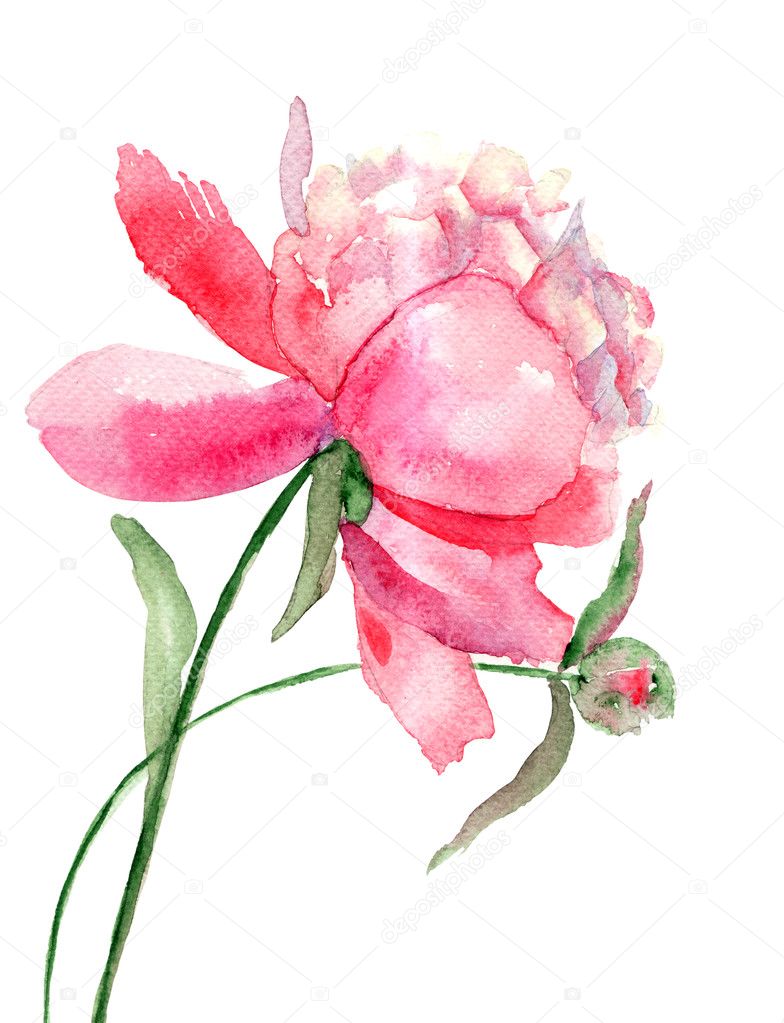 Beautiful Peony flower, Watercolor painting