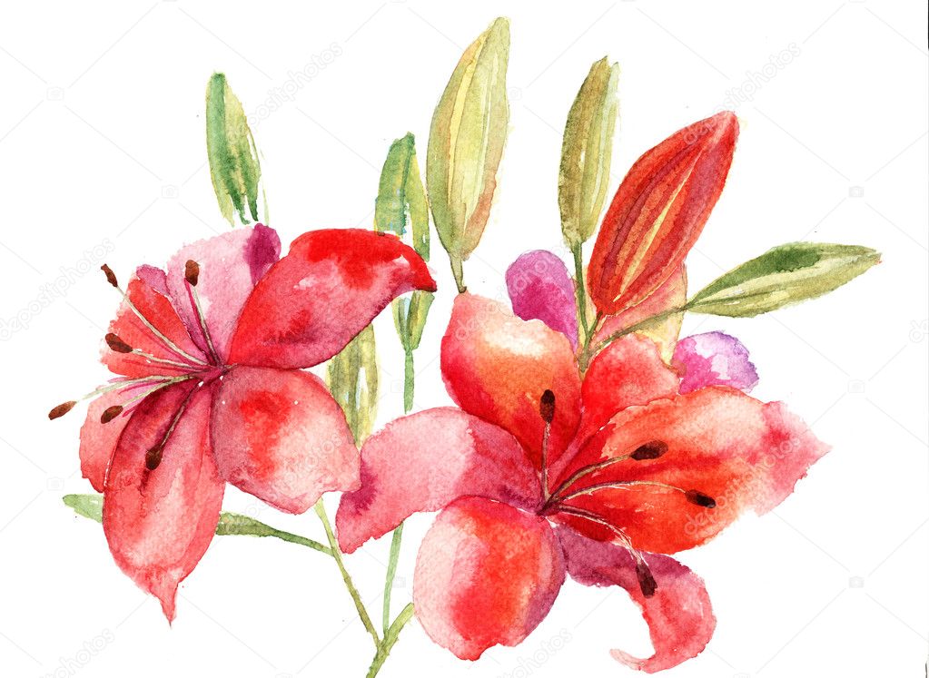 Beautiful Lily flowers, watercolor illustration Stock Photo by ...