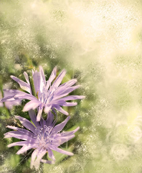 Blomma abstrakt bakgrund — Stockfoto
