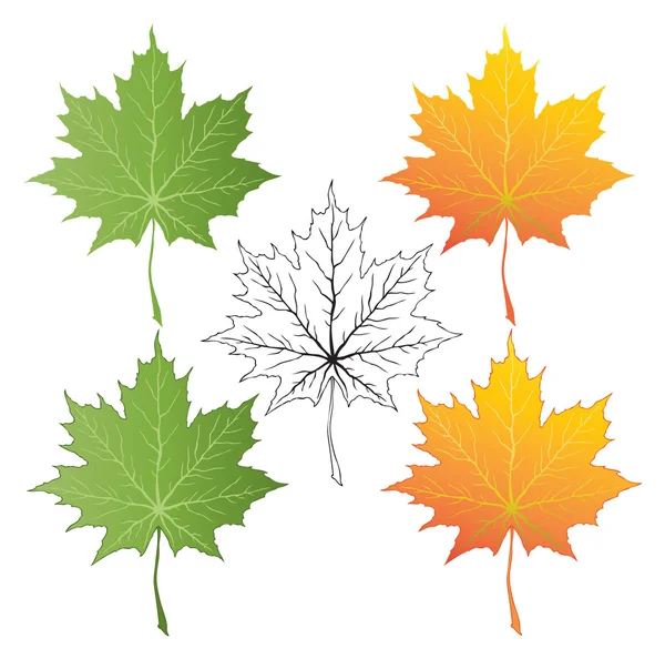 Maple Leaf — Stock Photo, Image