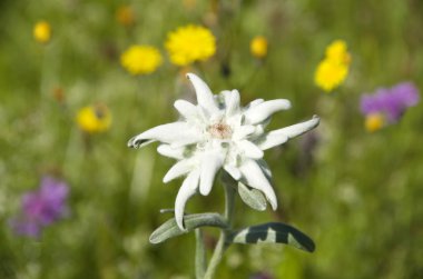 Edelweiss leontopodium alpinum clipart