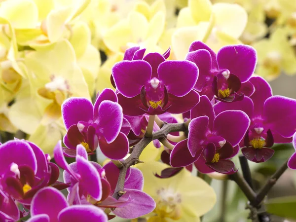 Orquídeas violetas e amarelas — Fotografia de Stock