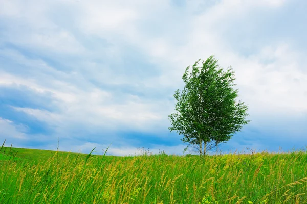 Lonely birch on green meadow — Stock Photo, Image