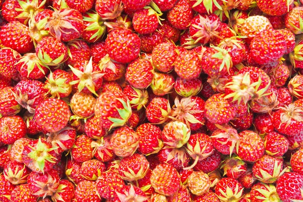 stock image Natural background of wild strawberry