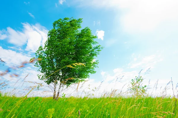 Yeşil çayır huş ağacı — Stok fotoğraf