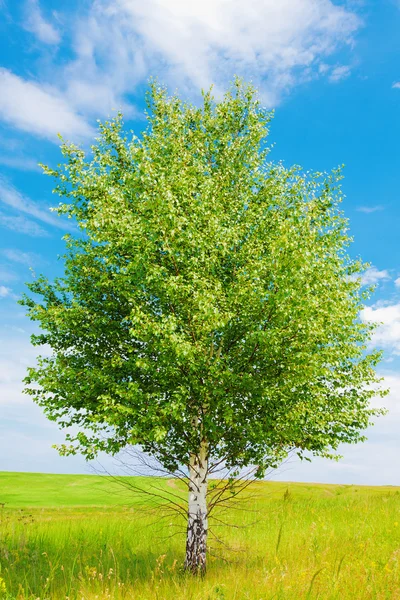 Yeşil çayır huş ağacı — Stok fotoğraf
