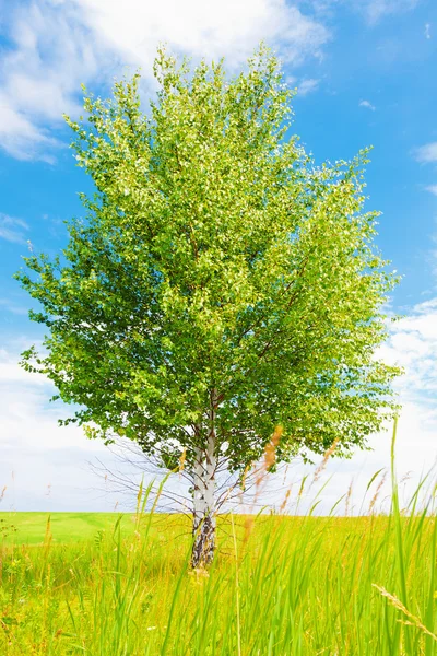 Birch on green meadow — Stock Photo, Image