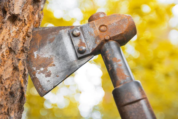 Staré hatchet blade v dřeva kmene — Stock fotografie