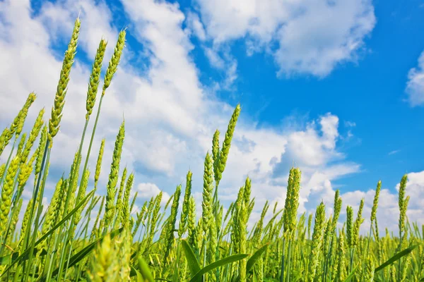 Orelhas de trigo e céu nublado — Fotografia de Stock
