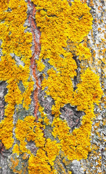 stock image Bark texture with moss