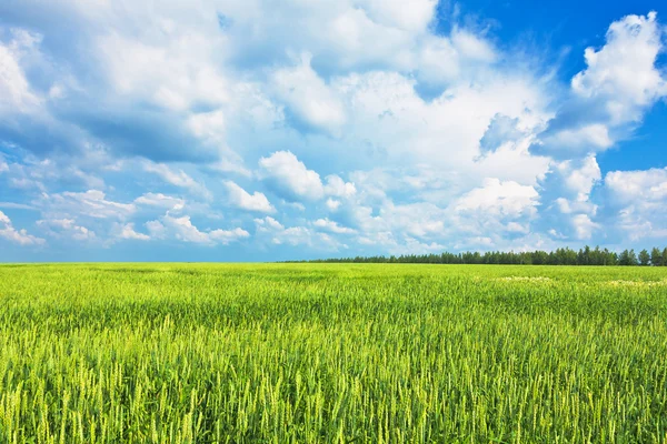 Вуха пшениці і хмарне небо — стокове фото