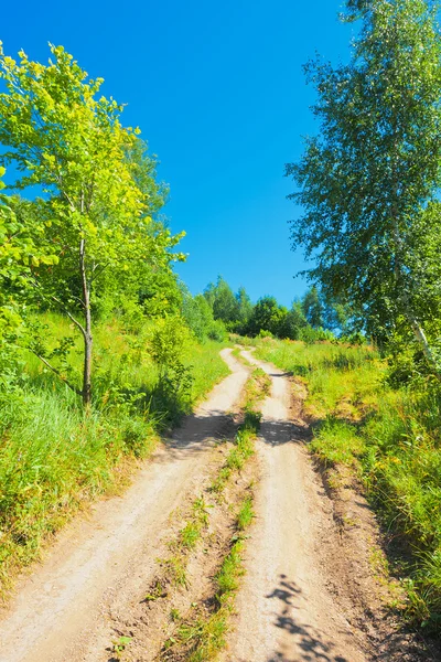 Рут в лісі під блакитним небом — стокове фото