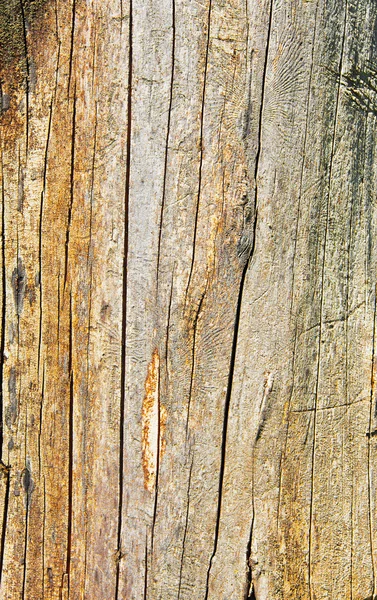 Träd bålen textur med sprickor — Stockfoto